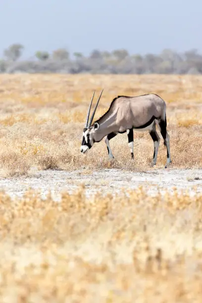 Photo of A view of lonely oryx