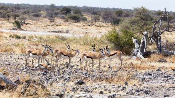 istock A view of group of springbok 1463144934
