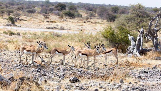 istock A view of group of springbok 1463144959