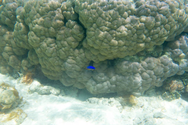 Vista de coral en el mar - foto de stock