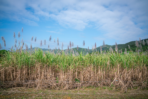 Photo was taken from Iriomote island in Okinawa, Japan. Sugar cane field.