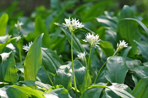 Wild garlic (Allium ursinum), known as ramsons growing in English coppiced woodland glade in rural Kent countryside