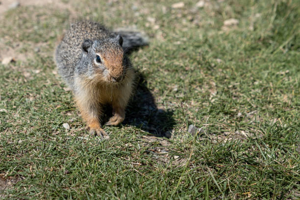 istock Ground Squirrel enjoying the sun at Lightning lake 1463162433
