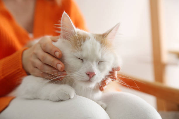 istock Woman with cute fluffy cat on blurred background, closeup 1463163567