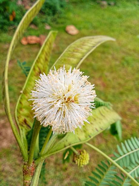 istock Leucaena leucocephala or chinese petai flower 1463164091