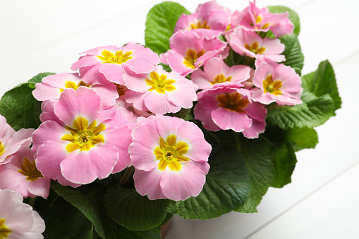 Beautiful pink primula (primrose) flowers on white wooden background, closeup. Spring blossom