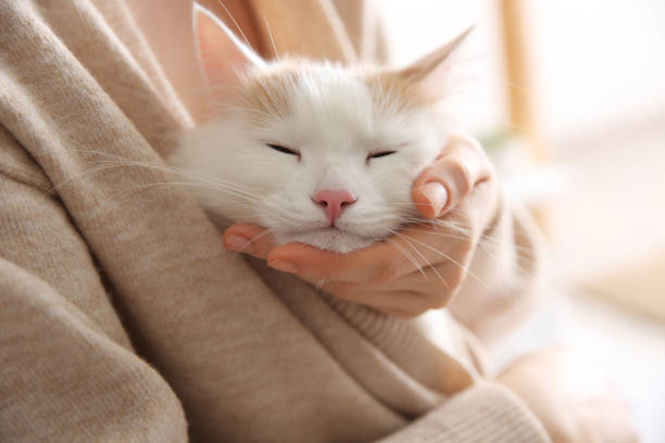 istock Woman with cute fluffy cat on blurred background, closeup 1463164757