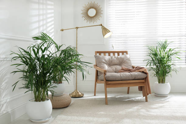 Stylish room interior with exotic house plants Stylish room interior with exotic house plants areca stock pictures, royalty-free photos & images