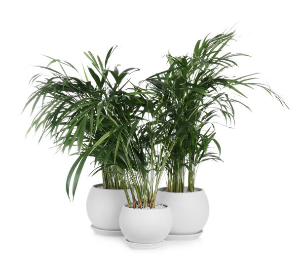 istock Beautiful exotic house plants on white background 1463165954