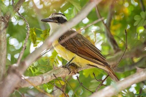 Bem-te-vi, bird in Brazil called bem-te-vi, sitting among branches, natural light, selective focus.