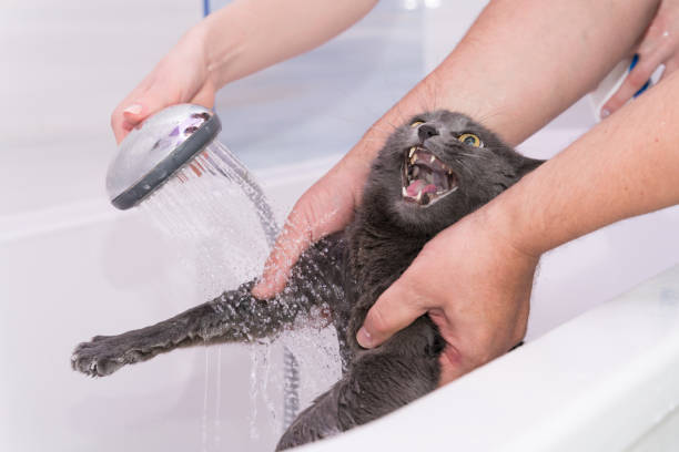 gros plan sur le bain d’un chat domestique gris dans la salle de bain - hair care photos et images de collection