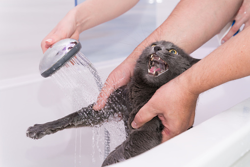 Bathing under the shower of a Russian blue cat. Crying pet in the hands of the owner close-up
