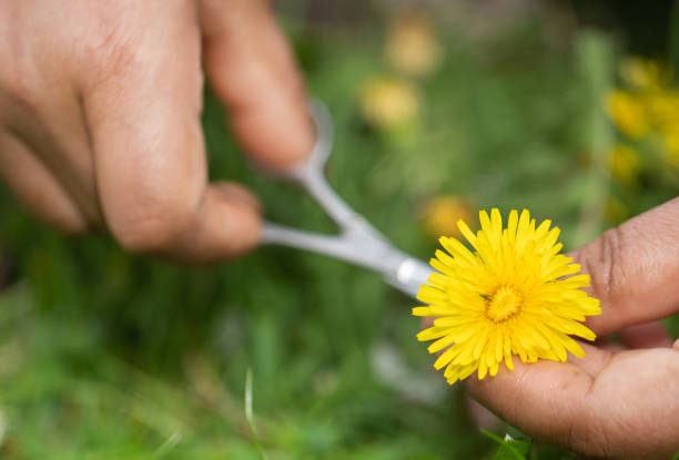 istock Closeup of medicinal dandelion 1463175631