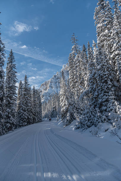 istock Winter forest in Banff Park 1463179918