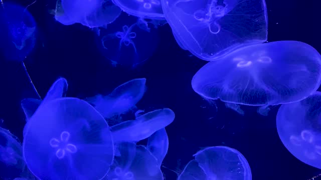 Fluorescent Jellyfish Glow Underwater