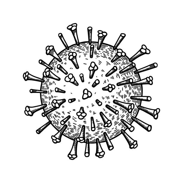 ilustrações, clipart, desenhos animados e ícones de vírus da gripe isolado no fundo branco. ilustração vetorial científica detalhada realista desenhada à mão no estilo do esboço - pig swine flu flu virus cold and flu
