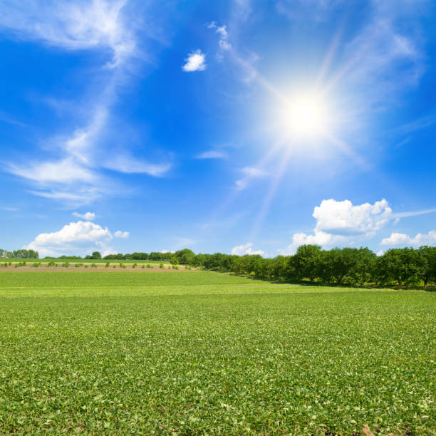 istock Green soybean field and sun on blue sky. 1463186823