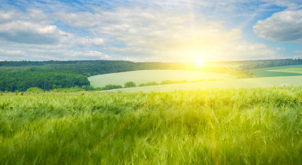 istock Green wheat field and bright sun. Wide photo. 1463186827