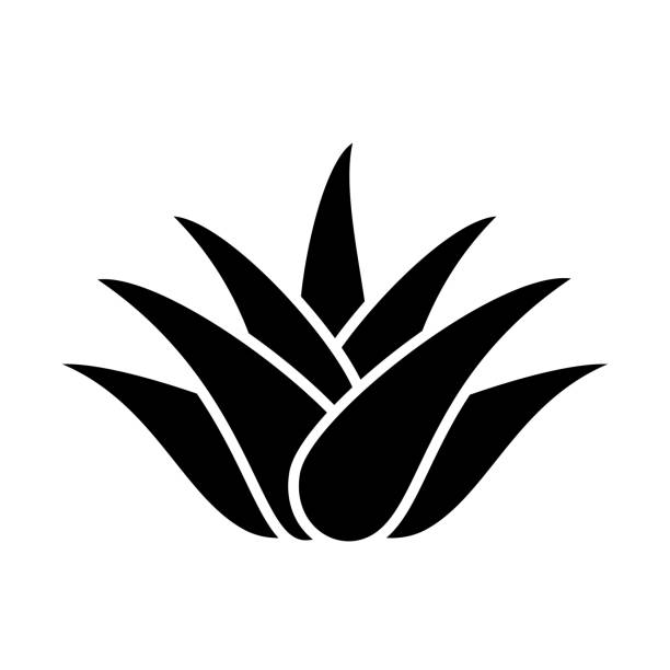 Cactus aloe vera vector icon Cactus aloe vector icon isolated on white background aleo vera stock illustrations