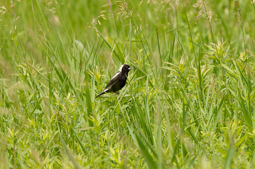 Bobolink (Dolichonyx oryzivorus). During breeding season, this species prefers open grasslands with a moderate litter layer and standing residual vegetation.