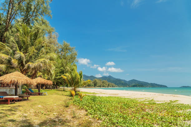 istock Wooden chairs and umbrellas on white sand beach 1463191142