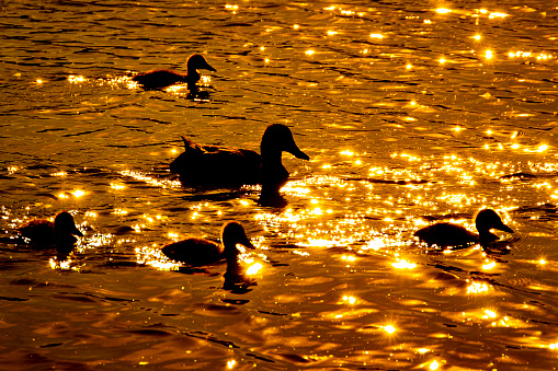 Deep purple and orange sunset over Pennington Flash lake, north west England, with ducks swimming past in the foreground