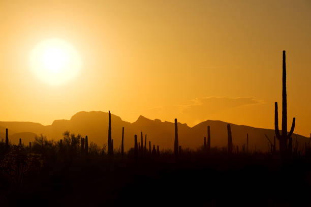 Sonora desert at sunset stock photo
