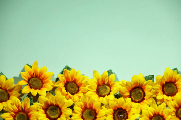 Close up of the center of a sunflower