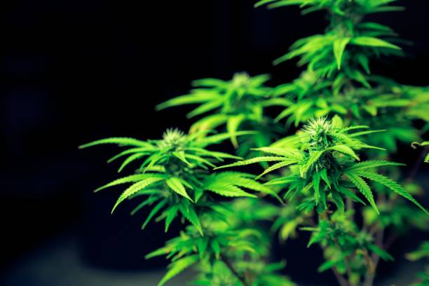 primo piano singola pianta di cannabis con gratificante cime adulte pronte per il raccolto - gratifying foto e immagini stock