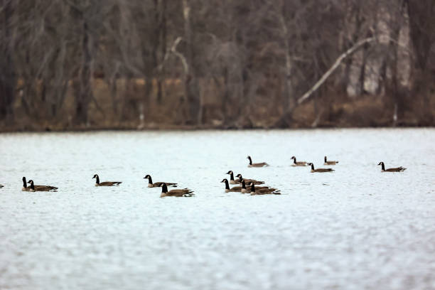 istock Canadian Geese on water 1463198500