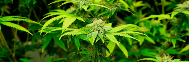 piante di cannabis in primo piano con gratificanti cime adulte pronte per essere raccolte. - gratifying foto e immagini stock