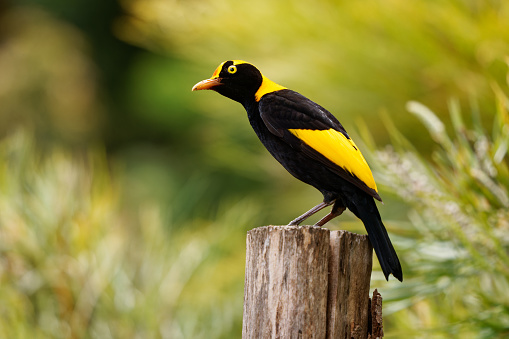 Regent Bowerbird - Sericulus chrysocephalus medium-sized sexually dimorphic bird, male bird is black and golden orange-yellow crown and bill, black feet and yellow iris, female is a brown bird.