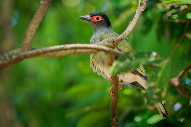 istock Australasian Figbird - Sphecotheres vieilloti also Green figbird, medium-sized yellow passerine bird native to wooded habitats in northern and eastern Australia, New Guinea and the Kai Islands 1463203554