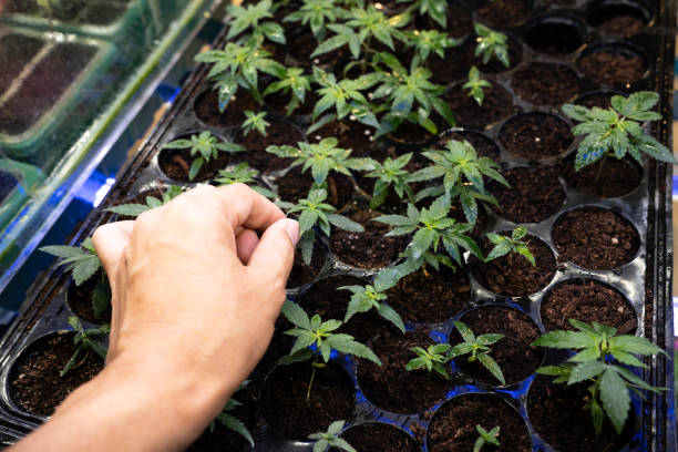 lavorare con le piante di cannabis a mano in un gratificante vaso pieno di terra. - gratifying foto e immagini stock