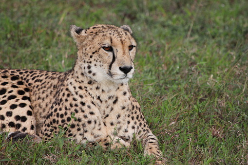 A cheetah wakes on the grasslands of the Maasai Mara.