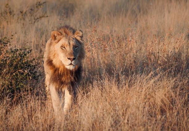 istock Male lion parades through tall grass at sunrise 1463206817