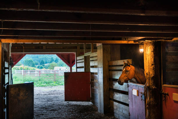 istock Horse in a barn, West Virginia 1463210410
