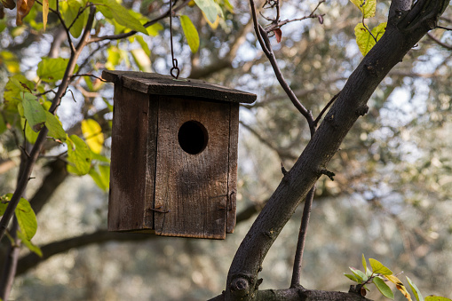 Male bluetit bird, cyanistes caeruleus, visiting nest box with a small caterpillar for the female who incubates eggs