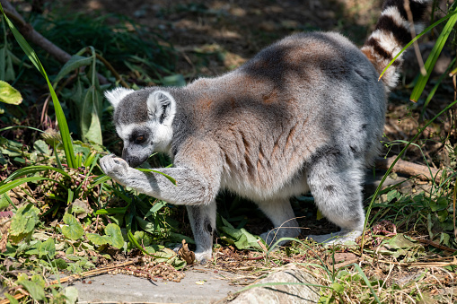 Portrait of a ring tailed lemur (lemur catta) holding a piece of fruit