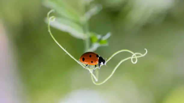 Photo of Ladybug sitting on a flower leaf. Ladybug running along on blade of green grass