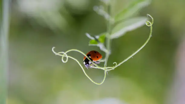 Photo of Ladybug sitting on a flower leaf. Ladybug running along on blade of green grass