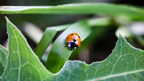 Photo of Ladybug sitting on a flower leaf. Ladybug running along on blade of green grass