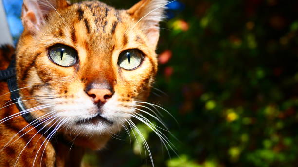 istock Bengal cat in close-up in the sun 1463219365