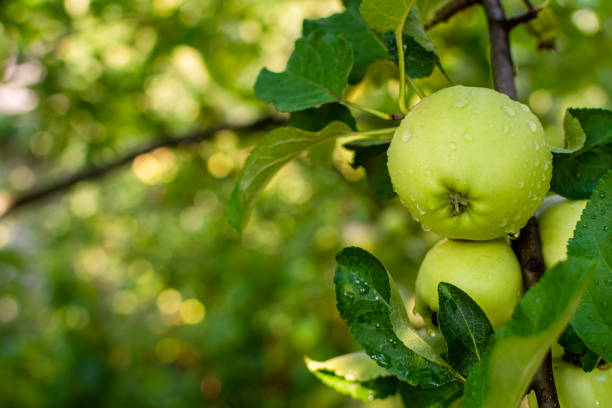 istock Ripe wet apples in raindrops 1463219810