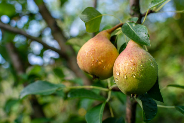 istock Ripe pears with red barrels. Real photo. 1463219890