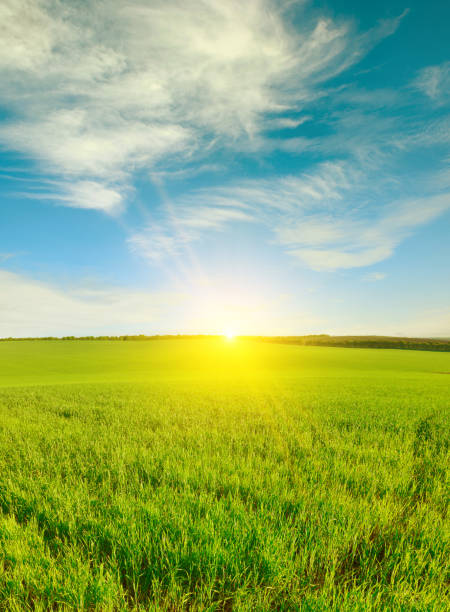 morgendämmerung über grünem weizenfeld und blauem himmel. - national grassland stock-fotos und bilder