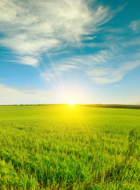 alba sul campo di grano verde e cielo blu. - field vertical agriculture crop foto e immagini stock