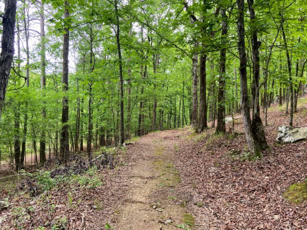 istock Hiking Trail at Pinnacle Mountain State Park 1463225114