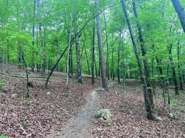 istock Hiking Trail at Pinnacle Mountain State Park 1463225764