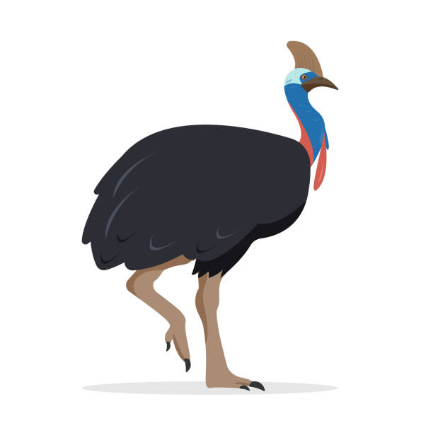 illustrazioni stock, clip art, cartoni animati e icone di tendenza di icona dell'uccello casuario. grande casuario australiano isolato su sfondo bianco. - beak bird blue cassowary